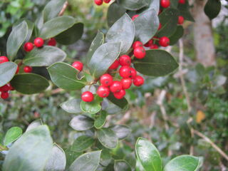 ヒメヒイラギの赤い実