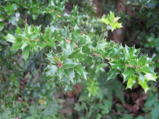 アマミヒイラギモチの葉