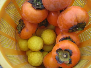 収穫した柿と柚子