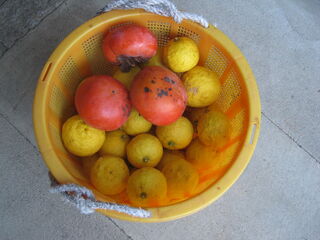 収穫した柿と柚子