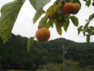 色づき始めた次郎柿