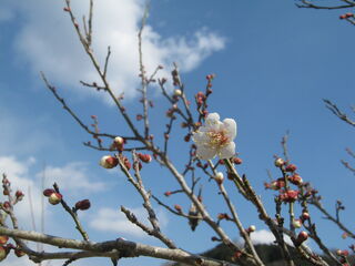 梅の花