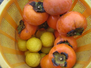 収穫した柚子と柿