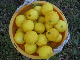 収穫した柚子