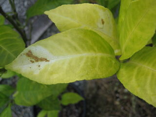 黄変したレモンの葉