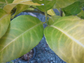 黄変したレモンの葉