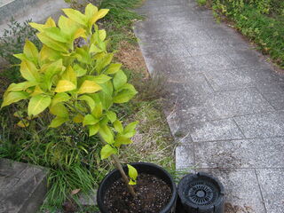 植え替え後のレモン