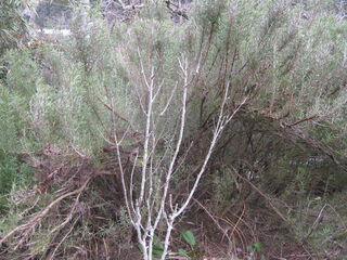 山椒の木（2月中旬）