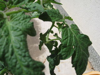 螺旋状になったトマトの葉