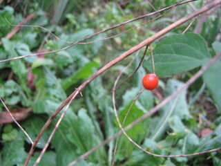 アスパラガスの赤い実