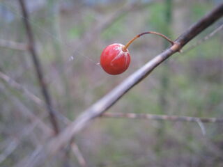 アスパラガスの赤い実
