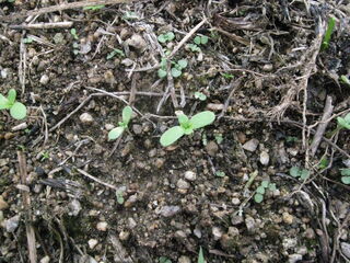 本葉が出た春菊