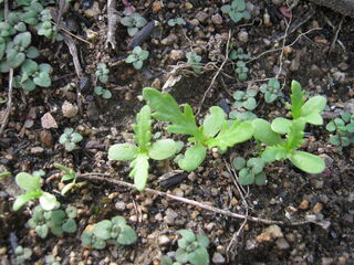 本葉が出た春菊
