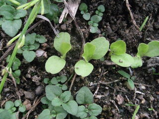 本葉が出たレタス