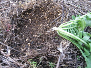 根っこがかじられた大根