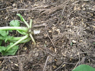 根っこがかじられた大根