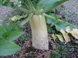育った大根
