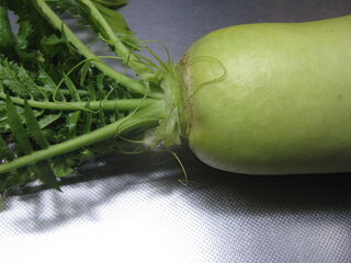 大根の葉