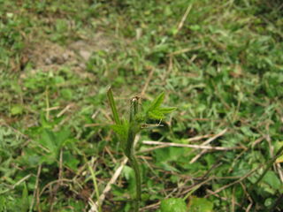 glycine_max3.jpg