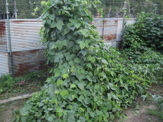 倒れかかったシカクマメのツル