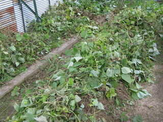 片付け後のシカクマメ