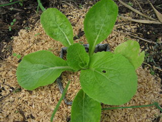 napa_cabbage18.jpg