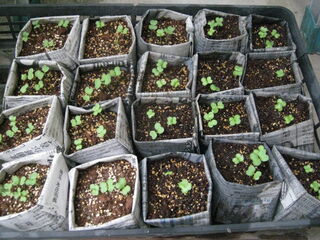 napa_cabbage22.jpg