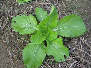napa_cabbage30.jpg