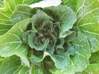 結球しない白菜