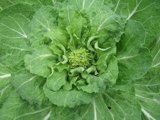 白菜の蕾