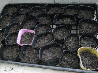 白菜種植え
