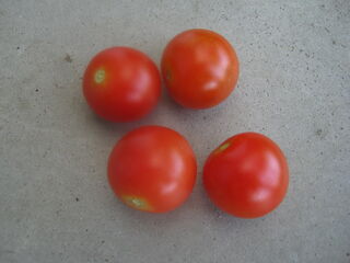 solanum_lycopersicum23.jpg