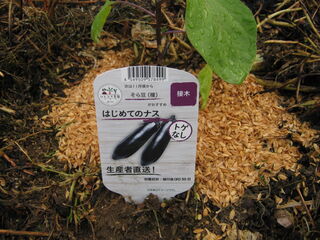 定植後のナス