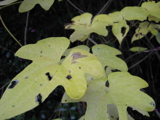 黄葉したカエデドコロの葉