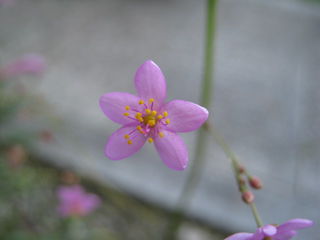 ハゼランの花