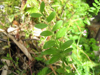 カラスノエンドウの葉
