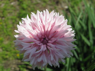 ヤグルマギクの花ピンク
