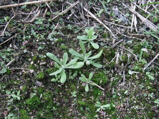 ハハコグサの芽