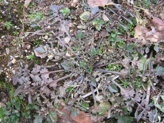 ナズナのロゼット