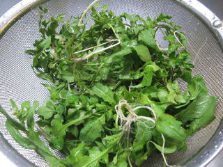 収穫したナズナ