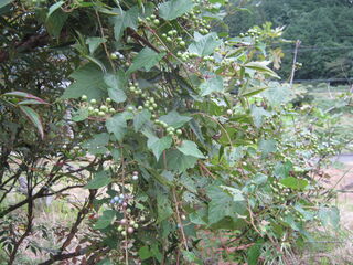 ampelopsis_glandulosa6.jpg