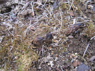 土筆の赤ちゃん