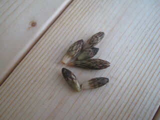 土筆の赤ちゃん